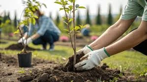 Nurturing Nature: Our Commitment to Greenery Through Tree Planting